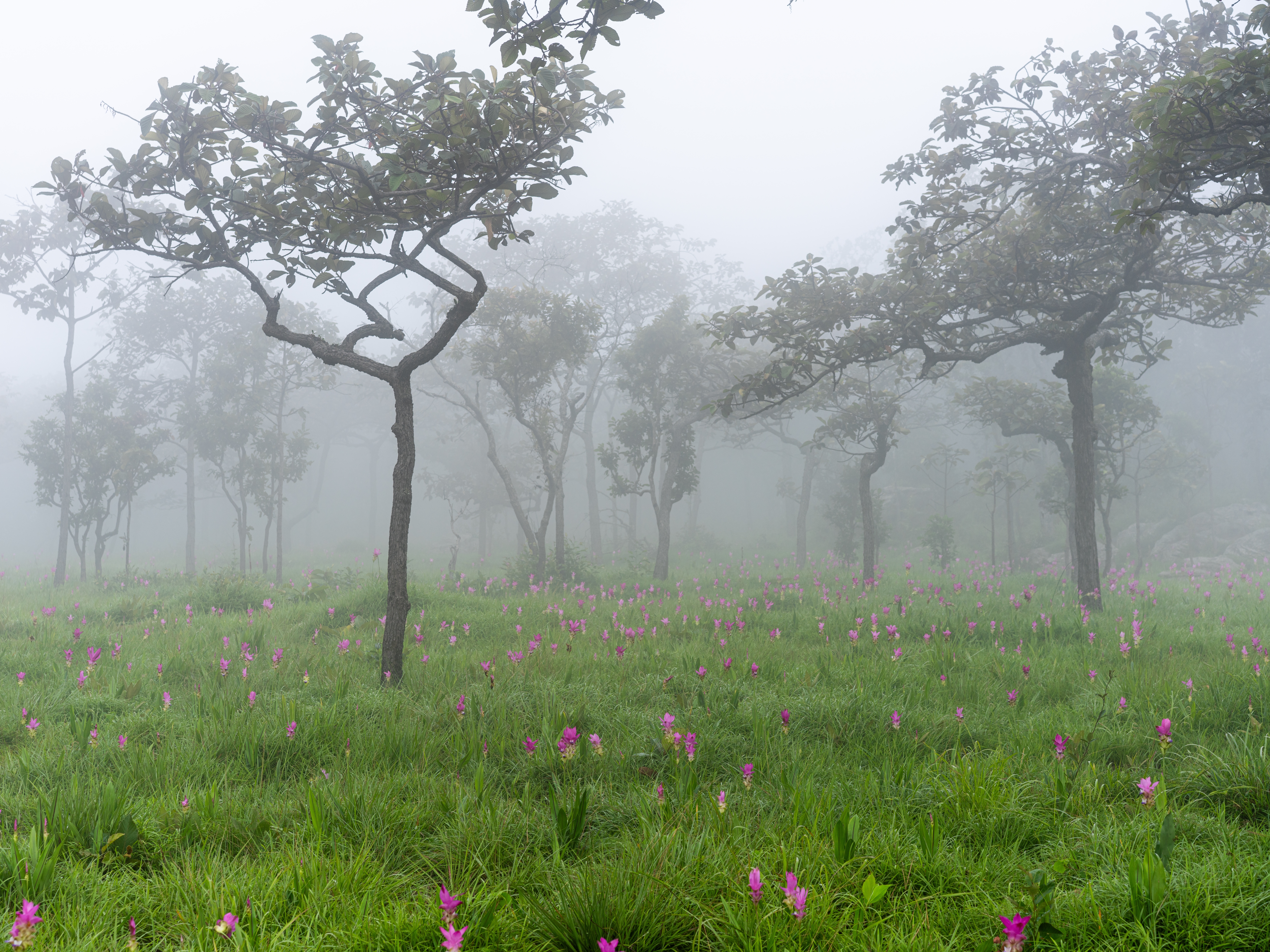 อุทยานแห่งชาติป่าหินงาม · 3